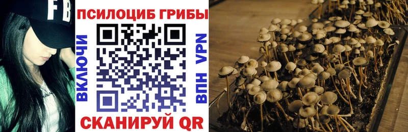 Псилоцибиновые грибы Psilocybe  блэк спрут рабочий сайт  Гусь-Хрустальный  где продают  